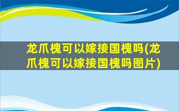 龙爪槐可以嫁接国槐吗(龙爪槐可以嫁接国槐吗图片)