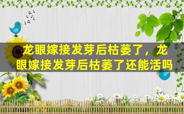 龙眼嫁接发芽后枯萎了，龙眼嫁接发芽后枯萎了还能活吗