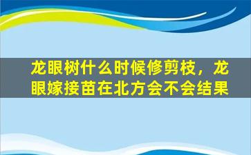 龙眼树什么时候修剪枝，龙眼嫁接苗在北方会不会结果