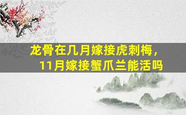 龙骨在几月嫁接虎刺梅，11月嫁接蟹爪兰能活吗